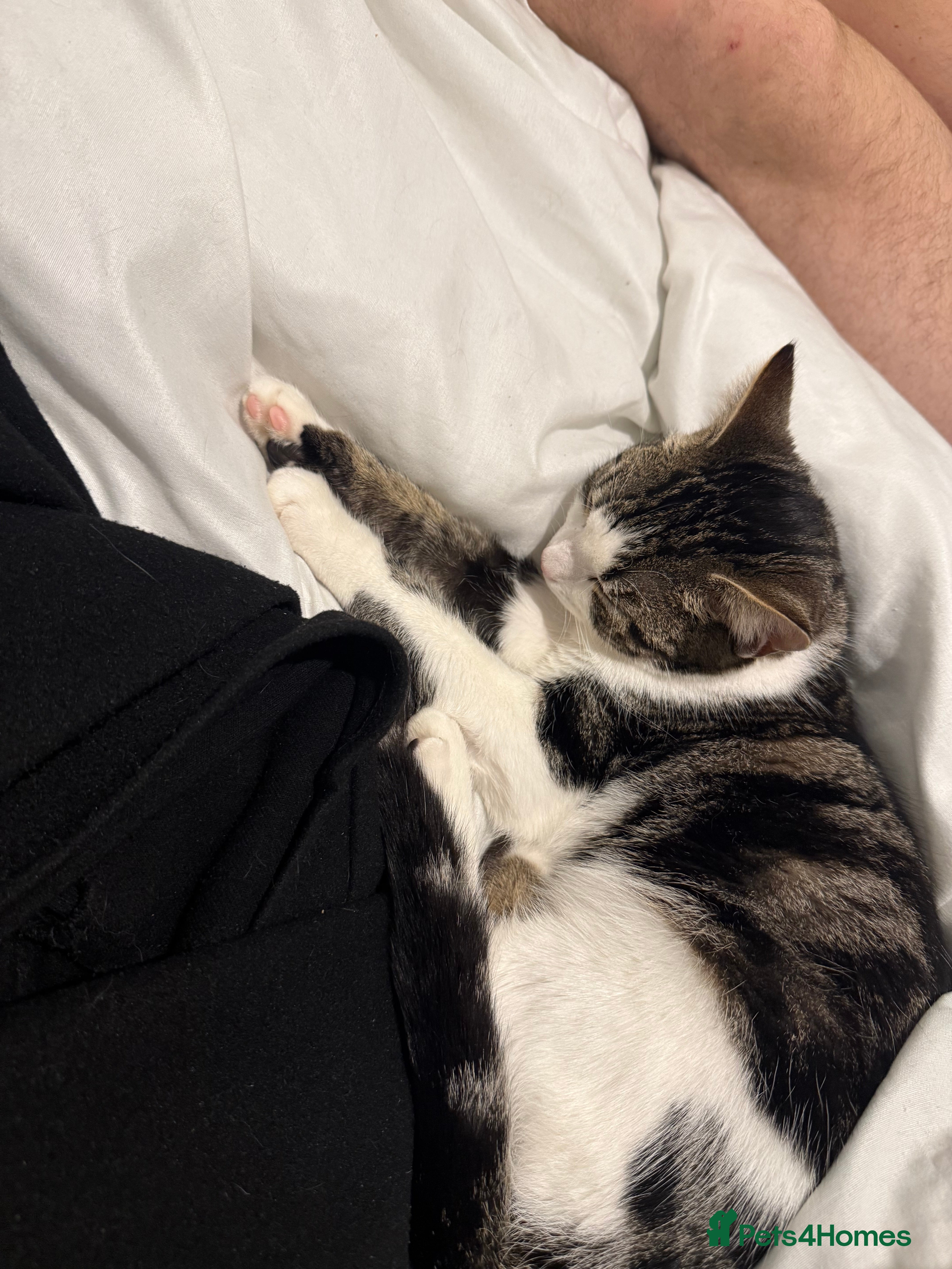 British Shorthair cats Having to sell our little baby due to moving  - Advert 3