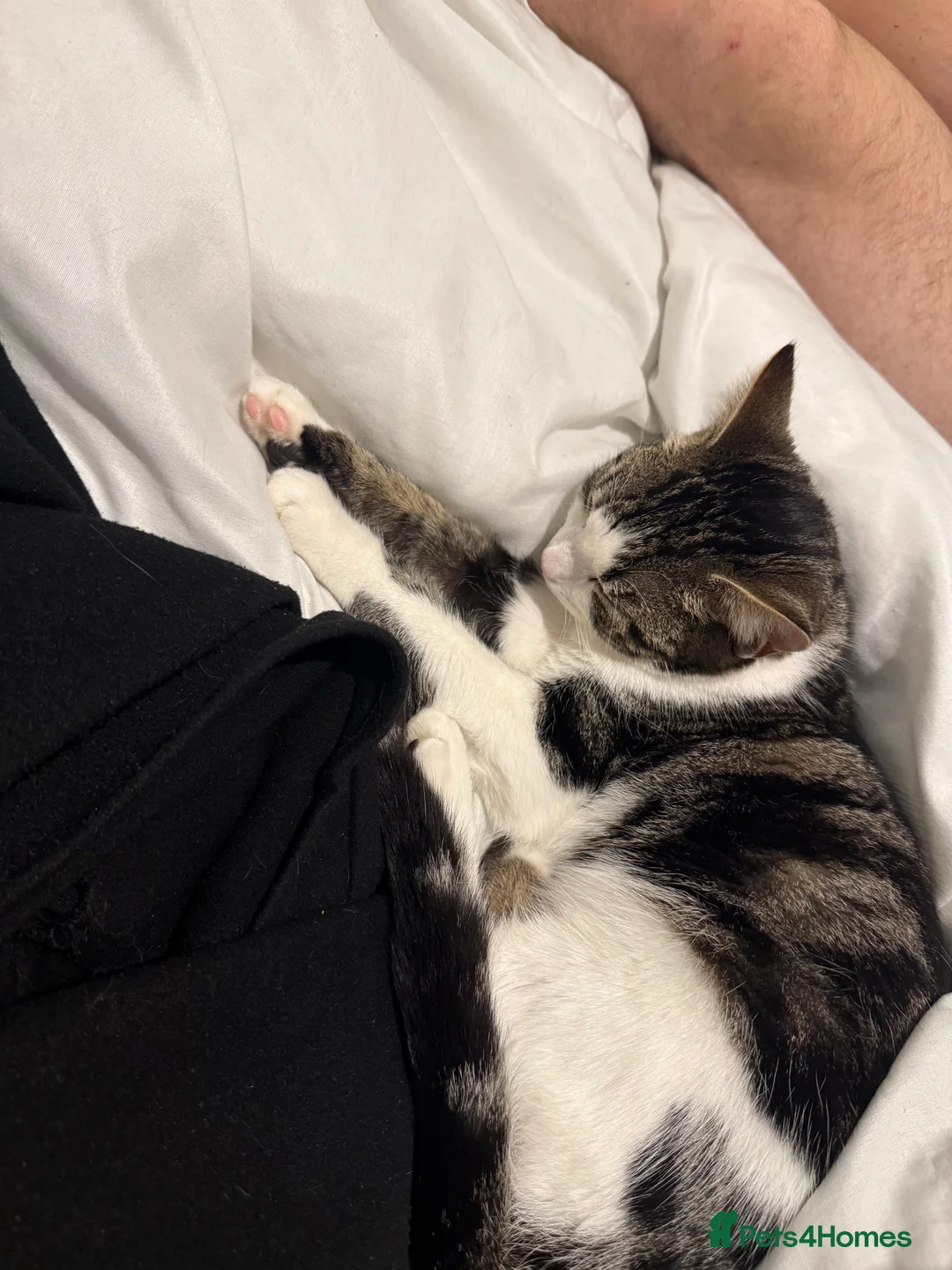 British Shorthair cats for sale: Having to sell our little baby due to moving  in Selby - Advert 1