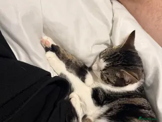 British Shorthair cats Having to sell our little baby due to moving - Advert 3