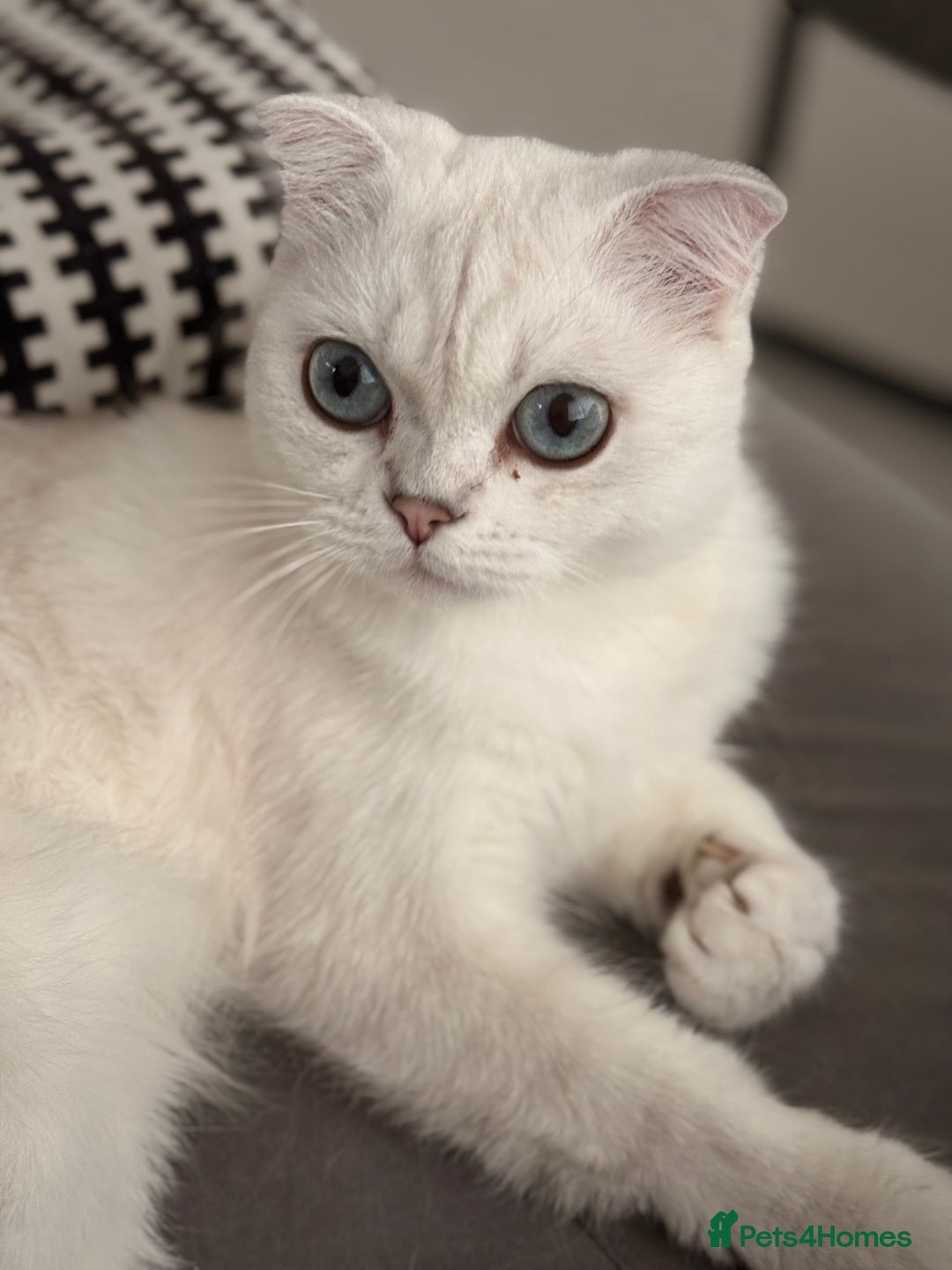 Scottish Fold cats for sale: White Scottish Fold Female looking for loving home - Image 2