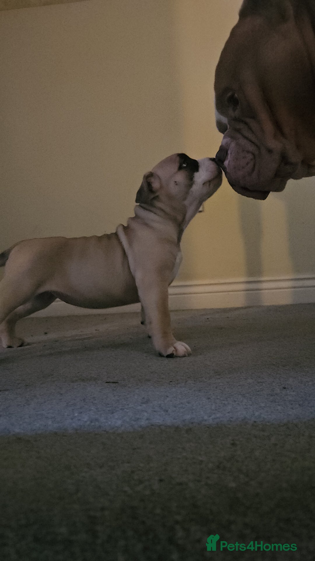 American Bully dogs for sale: 3 Females all Tri  - Advert 5