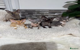 Devon Rex cats for sale: Devon Rex Kittens  - Image 17