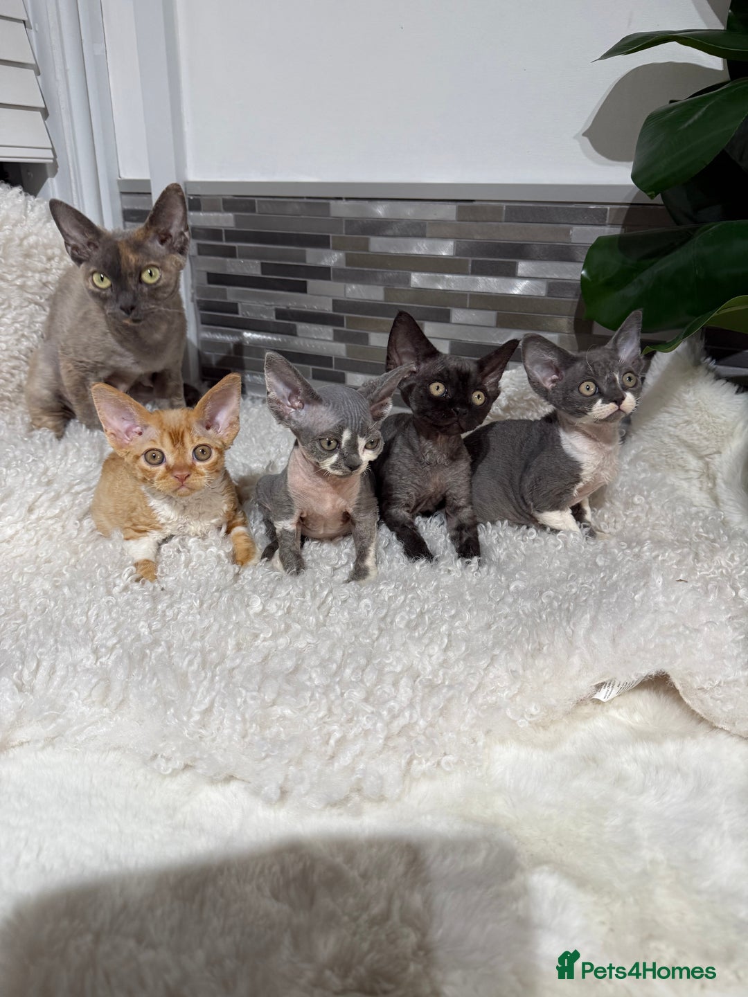 Devon Rex cats for sale: Devon Rex Kittens  - Image 17