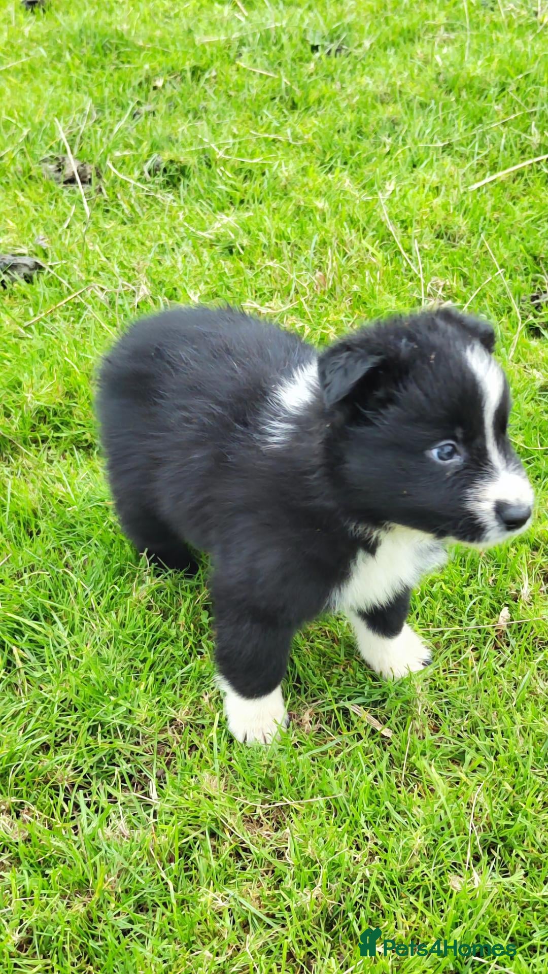Border Collie dogs Specialist Bred Border Collie Pups Merle - Advert 1