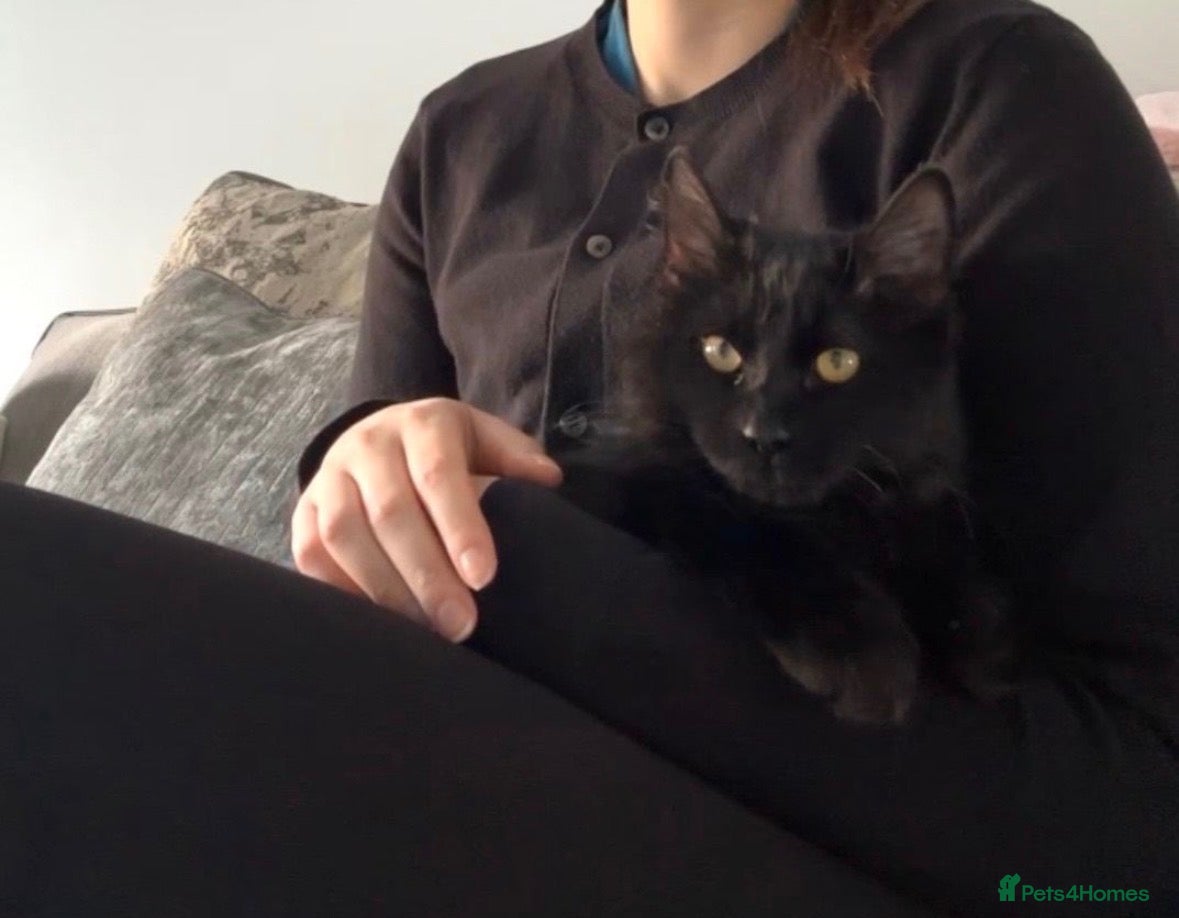 Mixed Breed cats Fluffy Male Kitten ready for his forever home - Advert 4