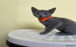 Russian Blue cats for sale: Pure Breed Russian Blue TICA registered  - Image 8