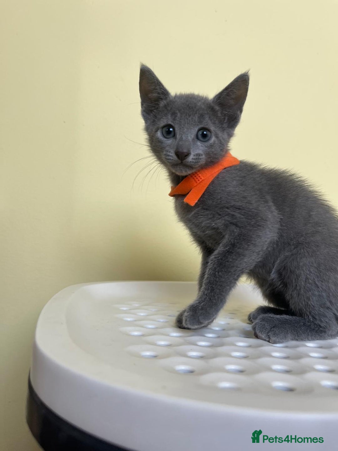 Russian Blue cats for sale: Pure Breed Russian Blue TICA registered  - Image 8