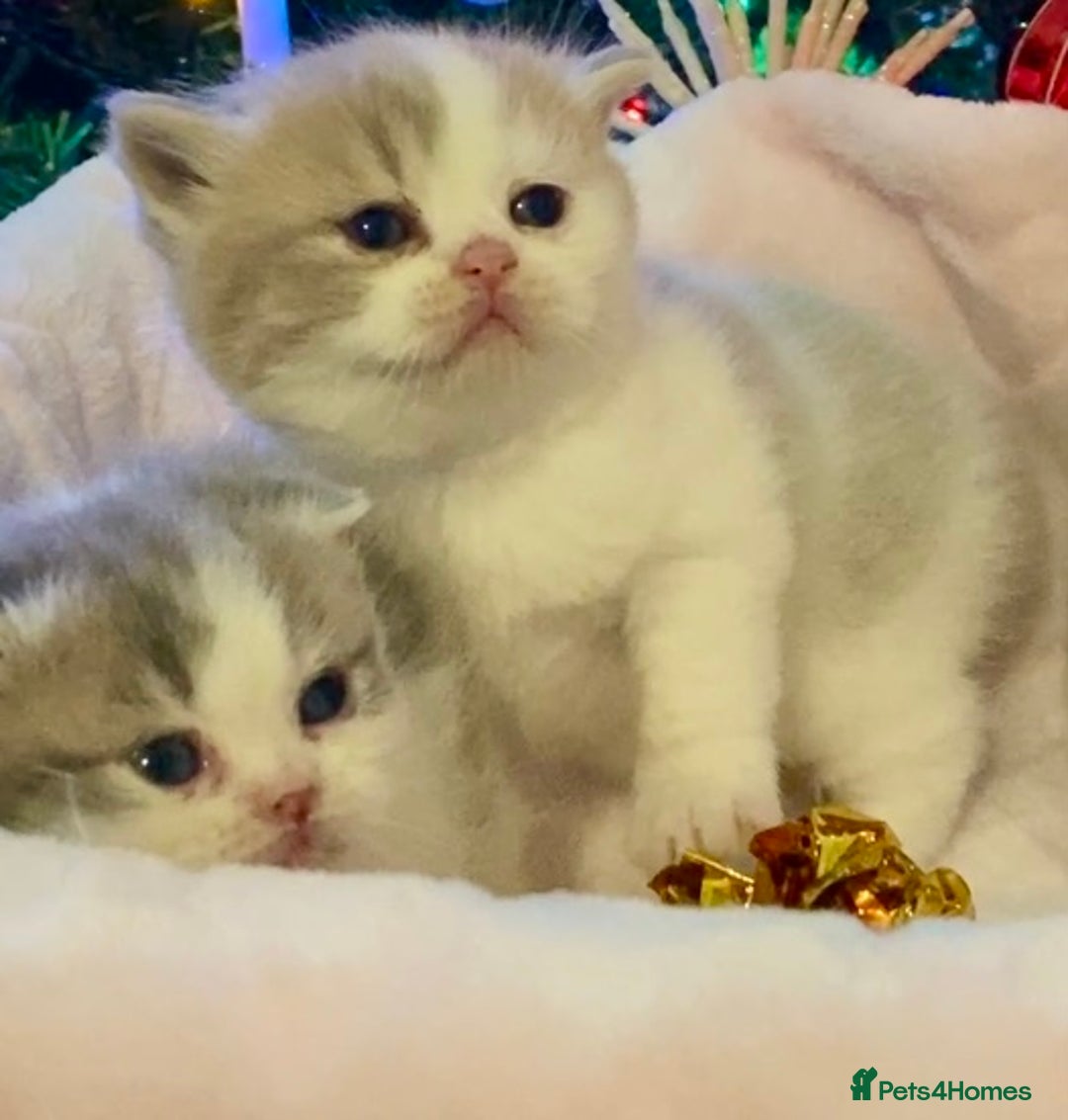 Scottish Fold cats for sale: 🧸😻ABSOLUTELY BEAUTIFUL TICA SCOTTISH/BSH😻🧸 - Advert 12