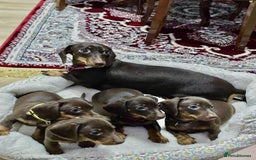 Dachshund dogs for sale: Miniature dachshund puppies for sale - Image 3