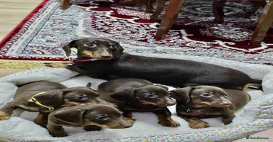 Dachshund dogs - Advert 5