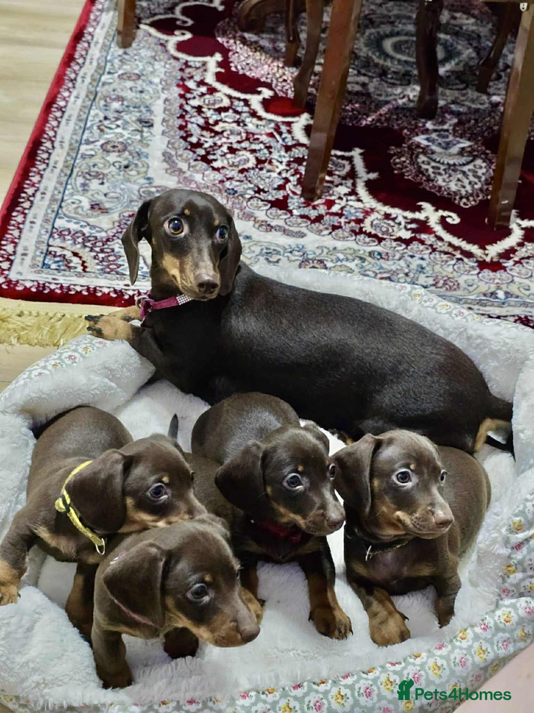 Dachshund dogs for sale: Miniature dachshund puppies for sale - Image 3