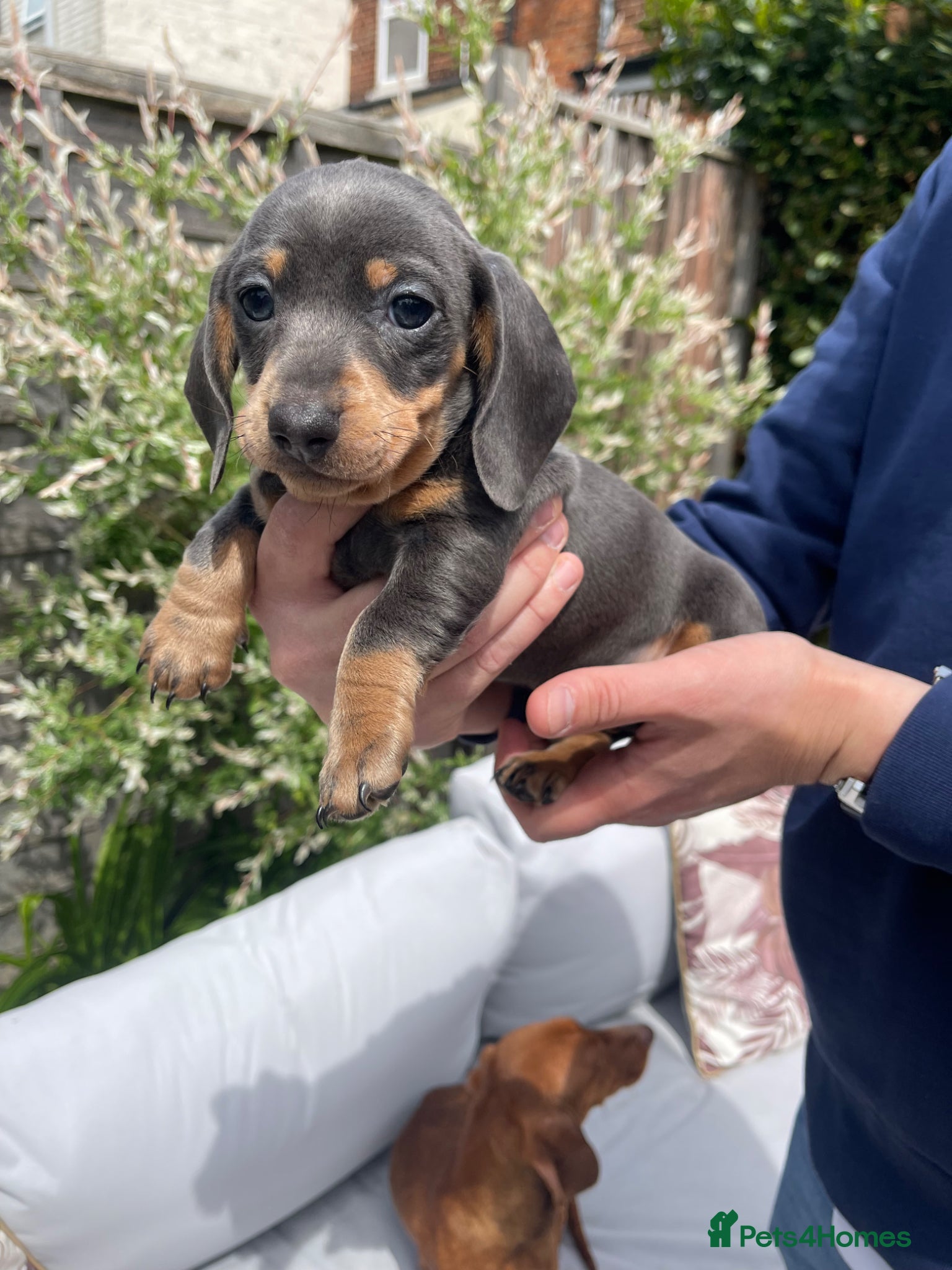 Miniature Dachshund dogs Beautiful Miniature Dachshund Puppies Ready 🐾  - Advert 1