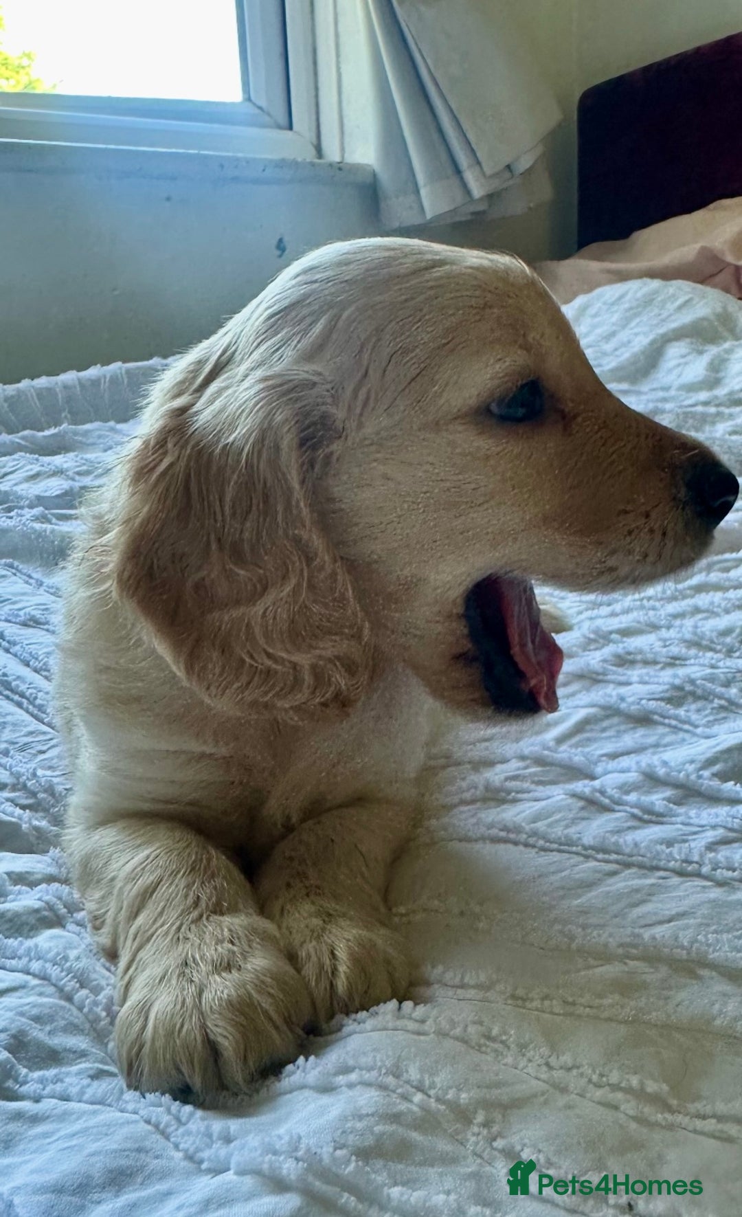 Mixed Breed dogs for sale: Beautiful cocker doodle bitch  - Advert 4