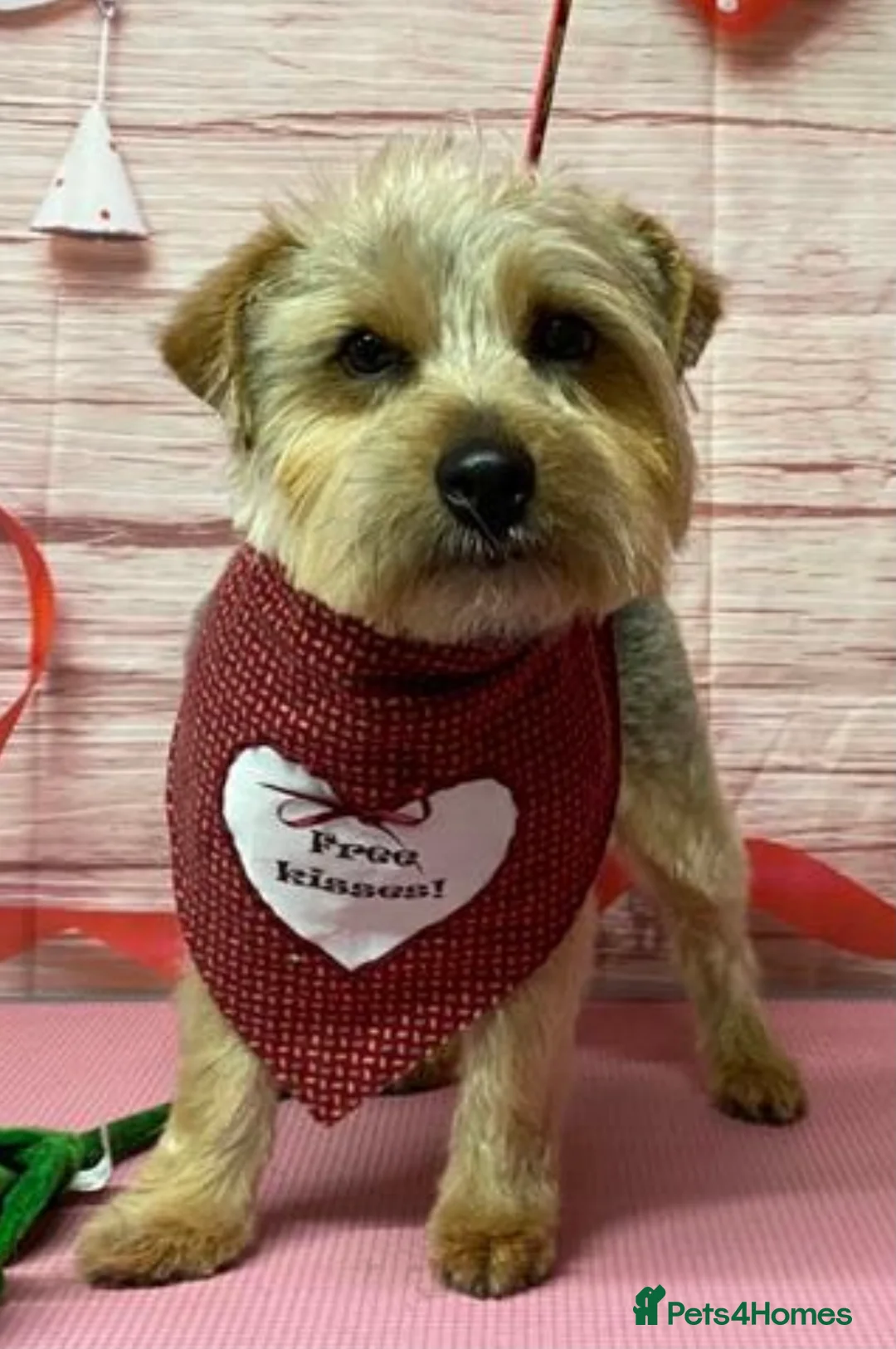 Norfolk Terrier dogs for stud: 3/4 Norfolk x 1/4 Jack Russell proven stud in Burton-on-Trent - Advert 12