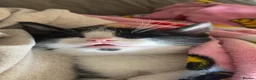 American Shorthair cats for sale: Beautiful kittens - Advert 6