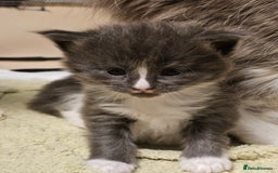 Maine Coon cats for sale: 4 beautiful maine coon kitten  - Image 9