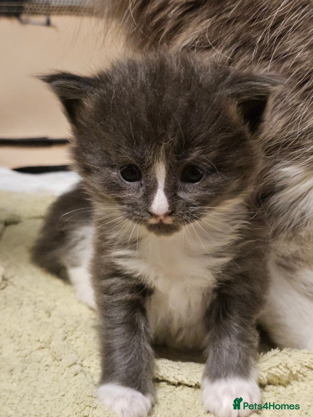 Maine Coon cats for sale: 4 beautiful maine coon kitten  - Image 9