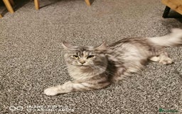 Maine Coon cats for sale: TICA REG.  Amazing kittens  - Image 31