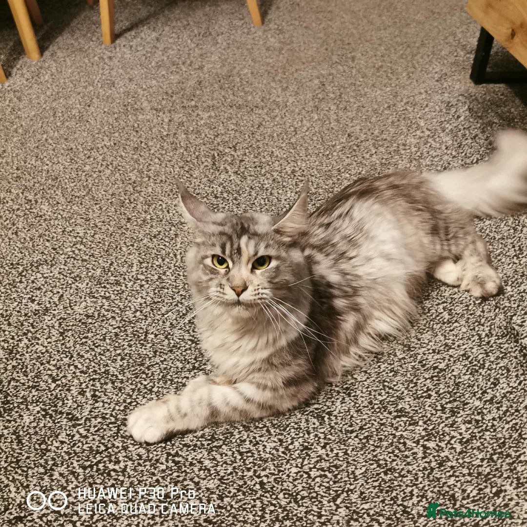 Maine Coon cats for sale: TICA REG.  Amazing kittens  - Image 31