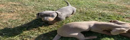 Miniature Dachshund dogs for sale: Miniature Dachshund Puppies - Stunning Litter in Nottingham - Advert 8