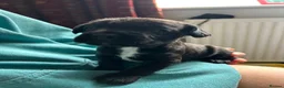 Mixed Breed dogs for sale: French bulldog x springer in Maesteg - Advert 6