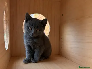 British Shorthair cats Blue & Lilac BSH Mix Kittens – Fold & Straight - Advert 3