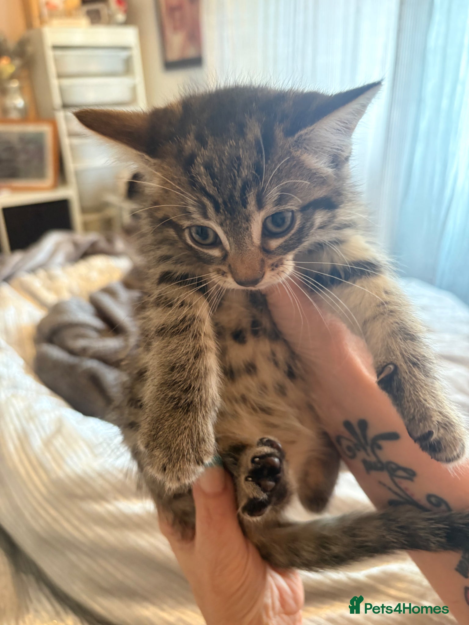 Mixed Breed cats for sale: Half maincoon - Advert 7