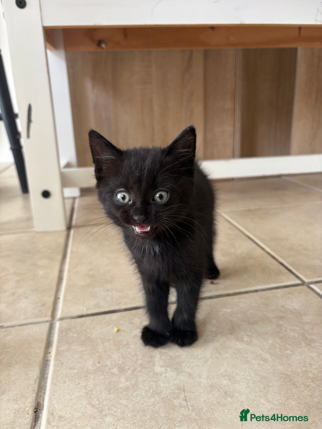 British Shorthair cats for sale: 3 adorable little black kittens - Image 6