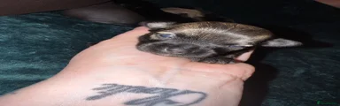 Puppy 3