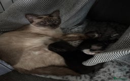 Ragcoon cats for sale: Ragcoon kittens  - Image 8