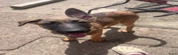 Mixed Breed dogs for sale: Litter of 10 Gsd X Mal  - Advert 6