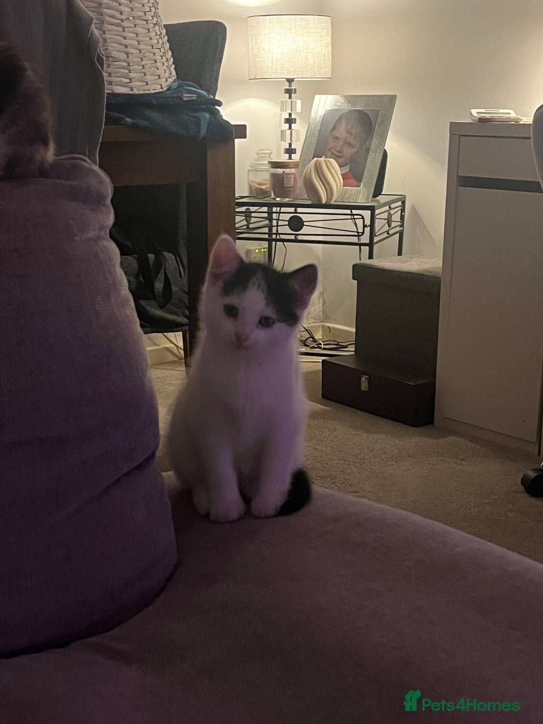 British Shorthair cats for sale: 3 kittens looking for forever home. Ready to leave - Advert 6