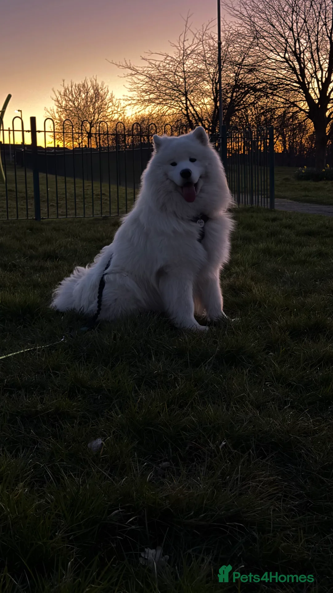 Samoyed dogs for stud: Elite Samoyed Stud–A Genetic Freek Bear Face type. in Deeside - Advert 5