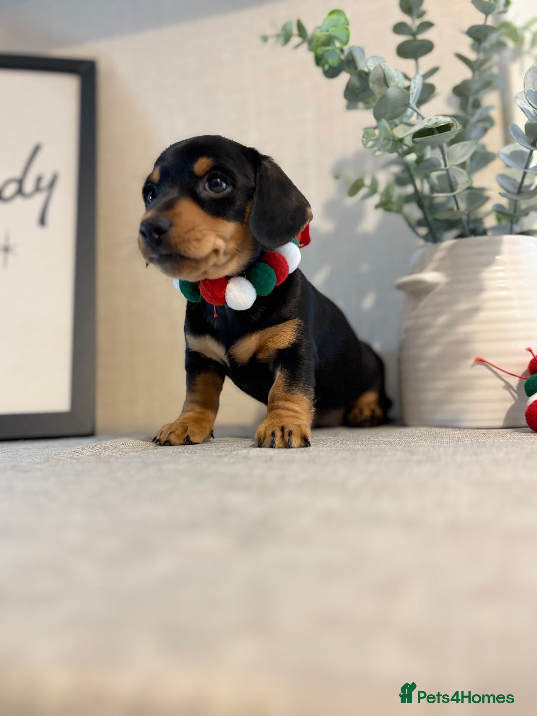 Miniature Dachshund dogs for sale: Miniature Dachshunds dapple. KC reg 4th Jan - Advert 22