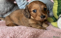 Dachshund dogs for sale: KC reg PRA clear gorgeous puppies - Image 12