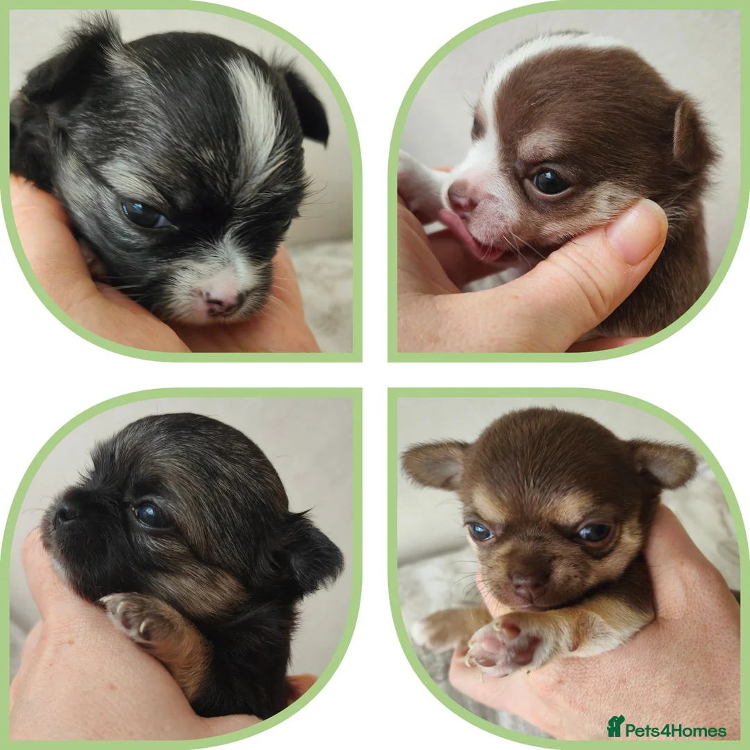 Chihuahua dogs for sale: 🌻Cute purebred chihuahua puppies🌻 - Advert 1