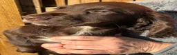 Sprocker dogs for sale: Beautiful boy sprocker spaniels  in Maidstone - Advert 9