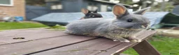 Netherland Dwarf rabbits for sale: Netherland dwarf (female) £100 each  - Advert 4