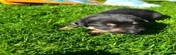 German Shepherd dogs for sale: Meet the German Shepherd Puppy Of Your Choice in Norwich - Advert 12