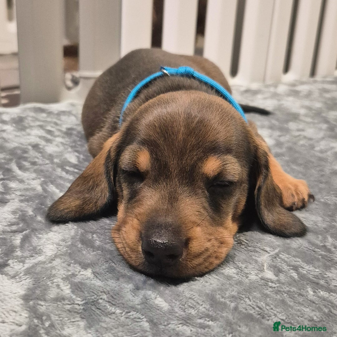 Dachshund dogs for sale: Dachshund puppies🐶  - Image 4