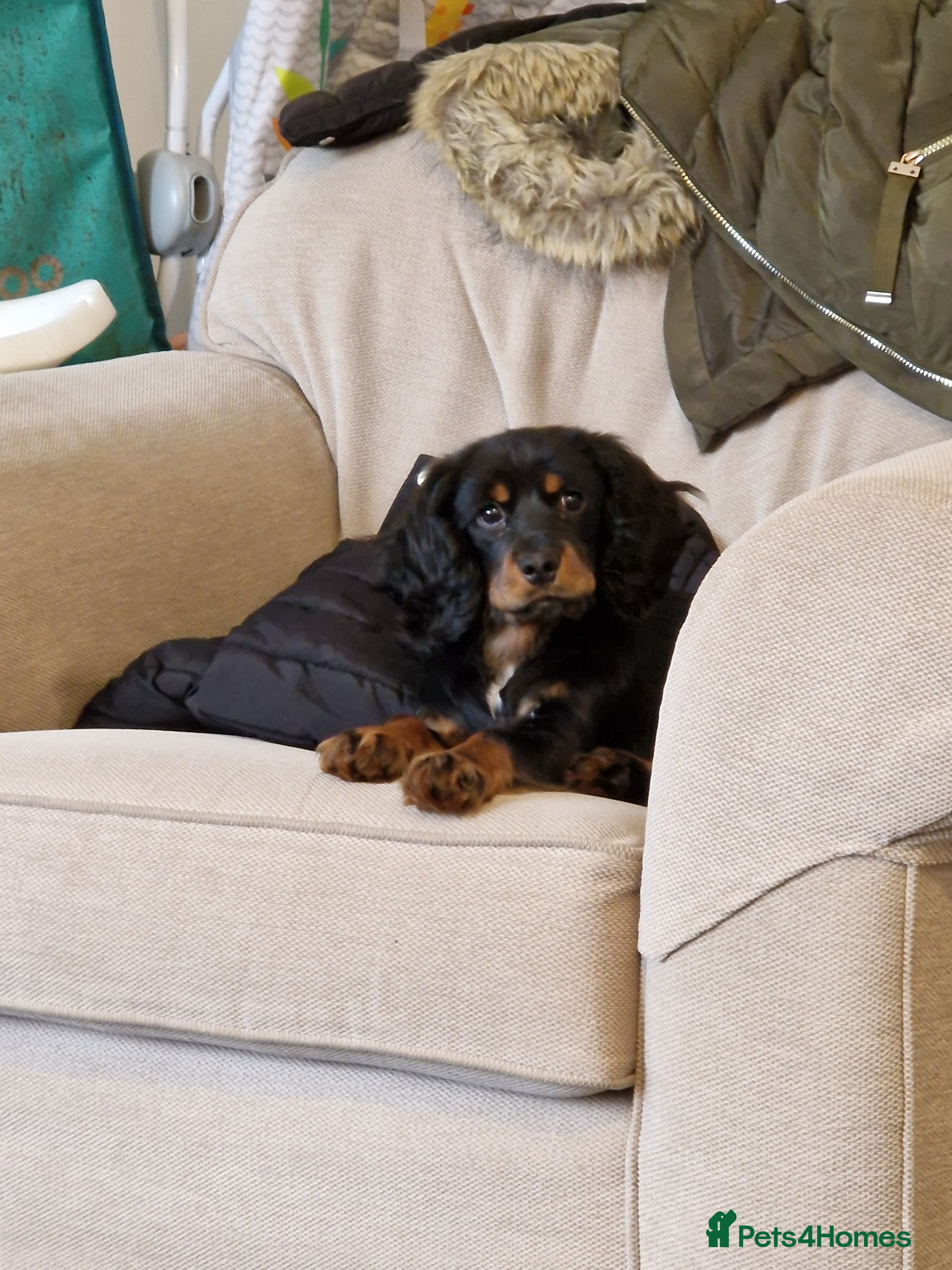 Cockalier dogs Poppy  - Advert 2