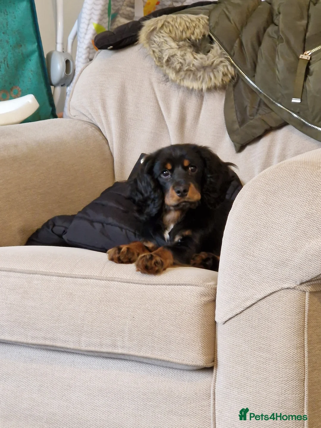 Cockalier dogs for sale: Poppy  - Advert 1