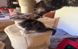 British Shorthair cats for sale: Gorgeous kittens - Image 3