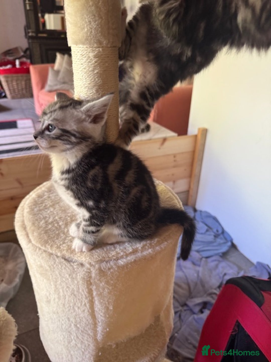British Shorthair cats for sale: Gorgeous kittens - Image 3