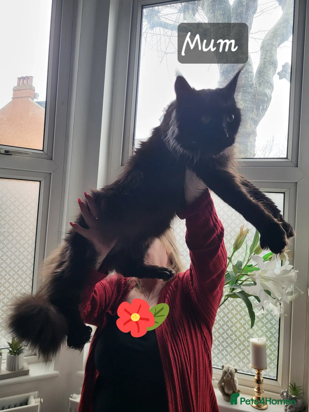 Maine Coon cats for sale: Beautiful Maine coon ready for her forever 🏡  - Advert 2