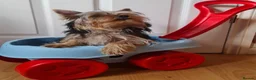 Yorkshire Terrier dogs for sale: Purebreed Yorkshire Terrier - Advert 4
