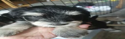 Miniature Schnauzer dogs for sale: Miniature Schnauzer KC reg pups - Advert 7