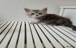 Maine Coon cats for sale: Tica registered maine coon kittens  - Image 19