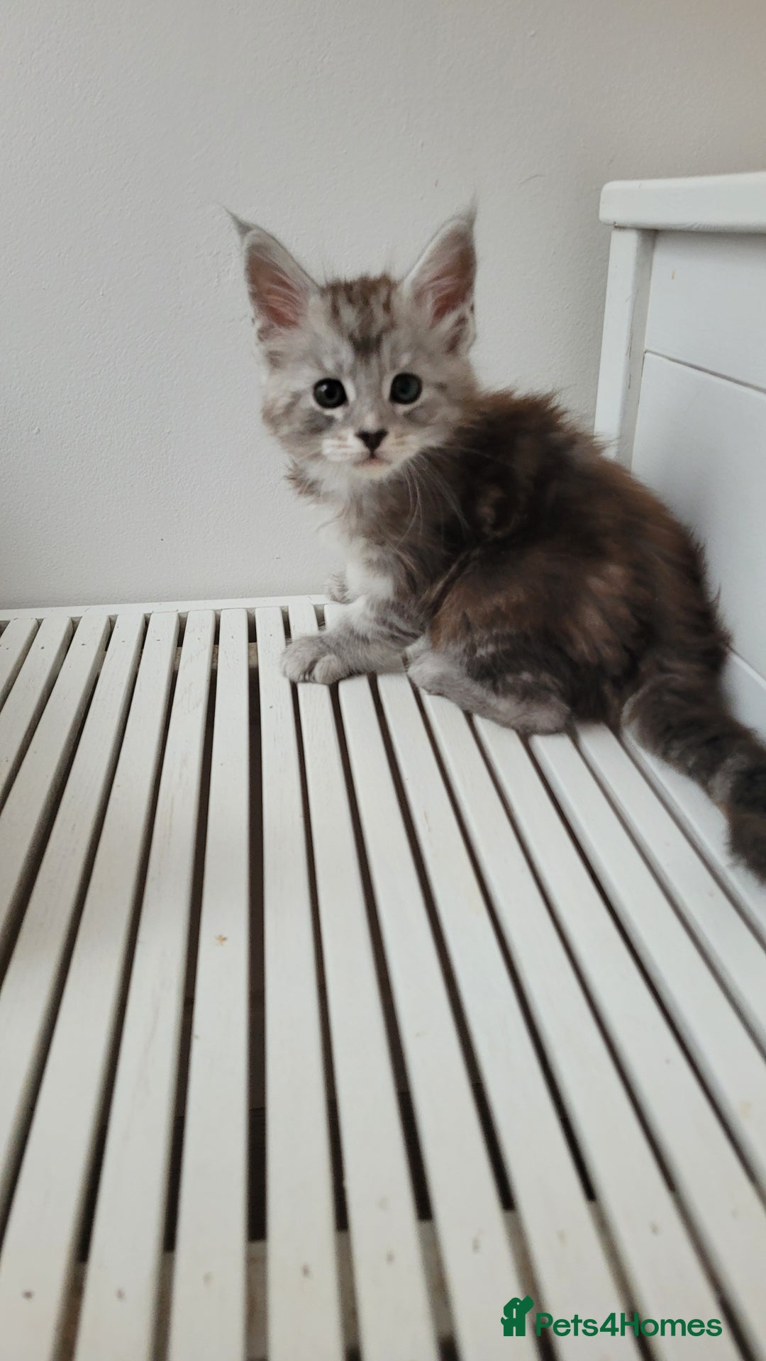 Maine Coon cats for sale: Tica registered maine coon kittens  - Image 19