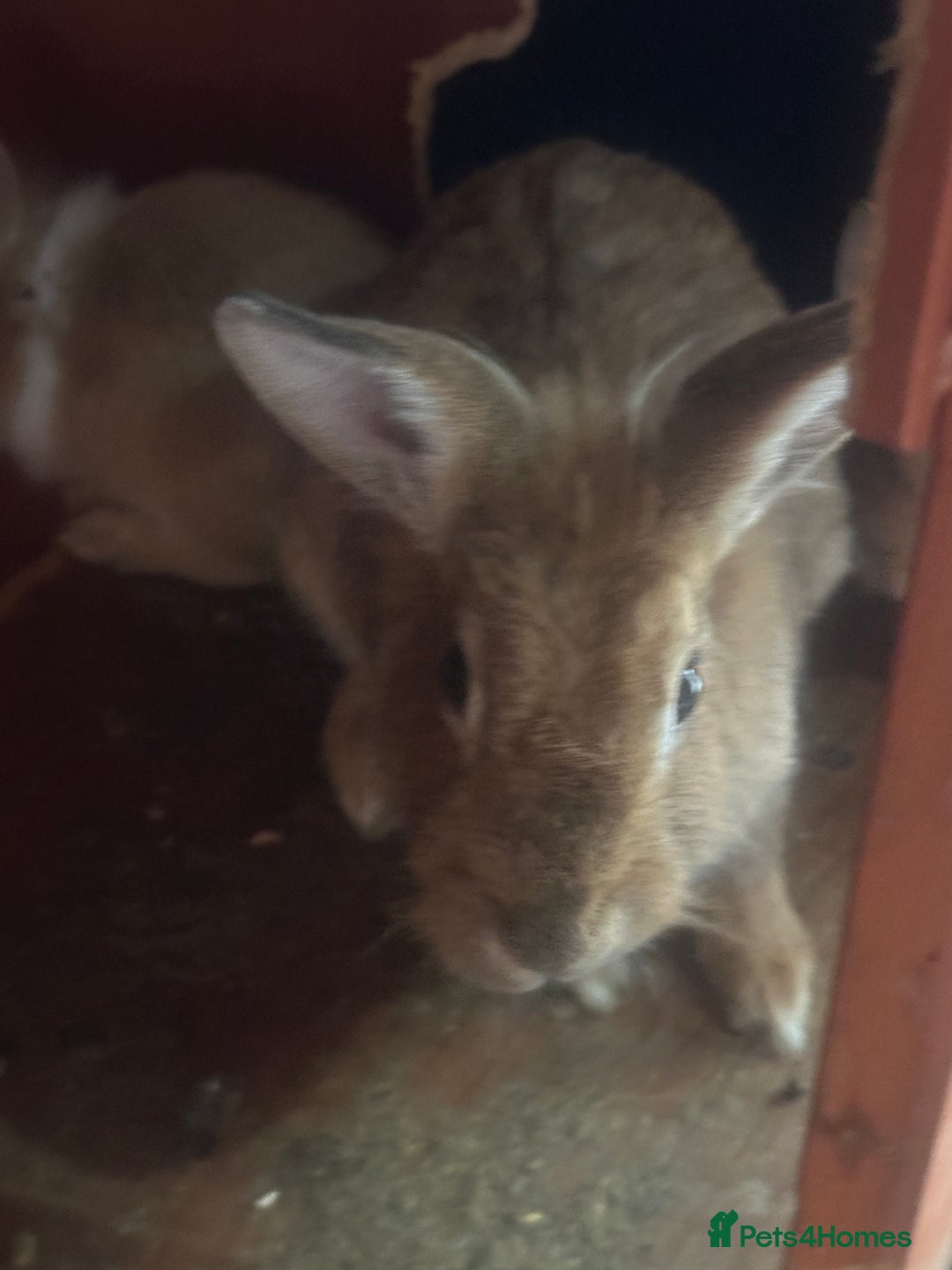 Mixed Breed rabbits for sale: Bunnies and rabbits for sale  - Image 8
